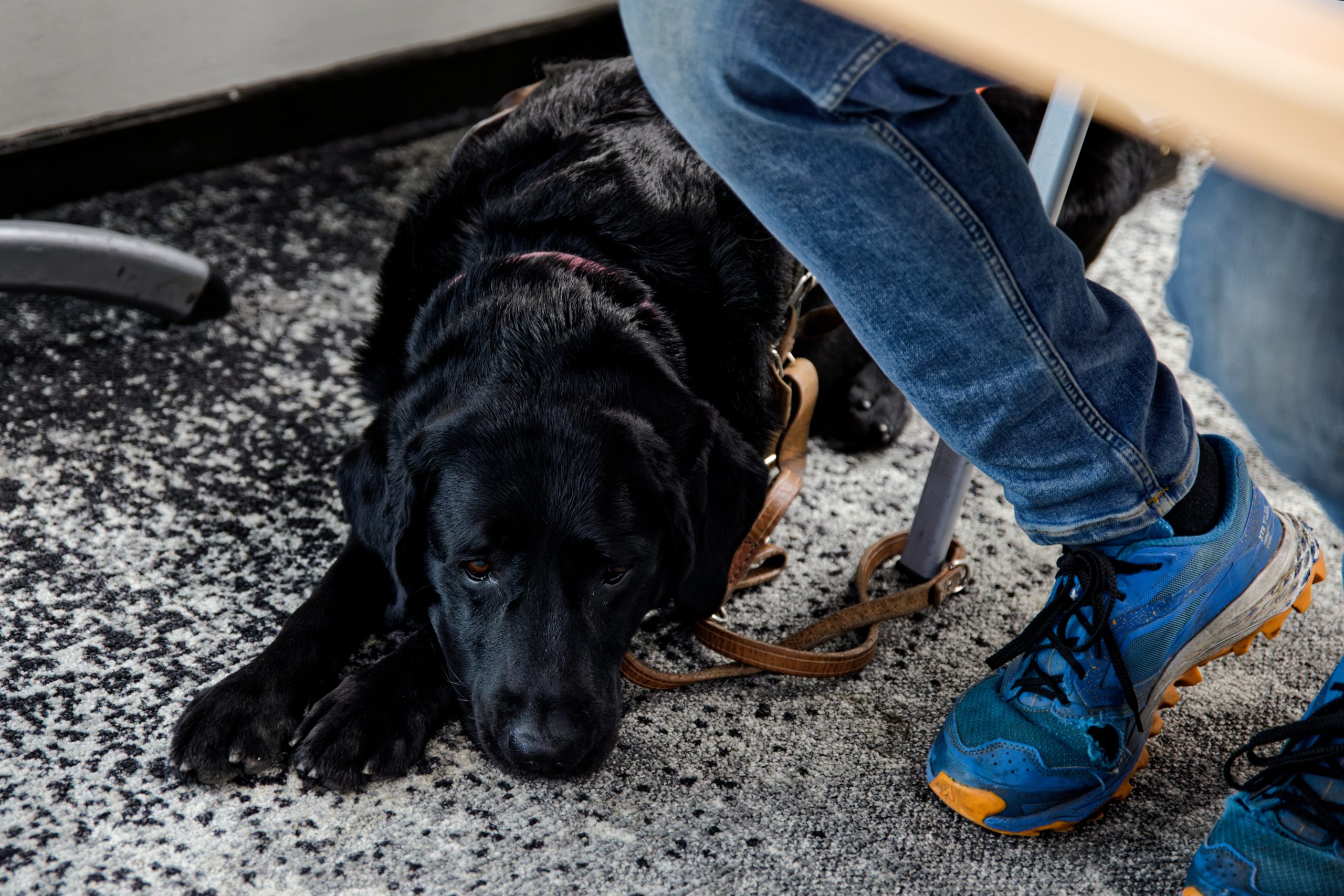 Rafale, le chien d'assistance de Mickaël est couché bien sagement aux pieds de son maître.